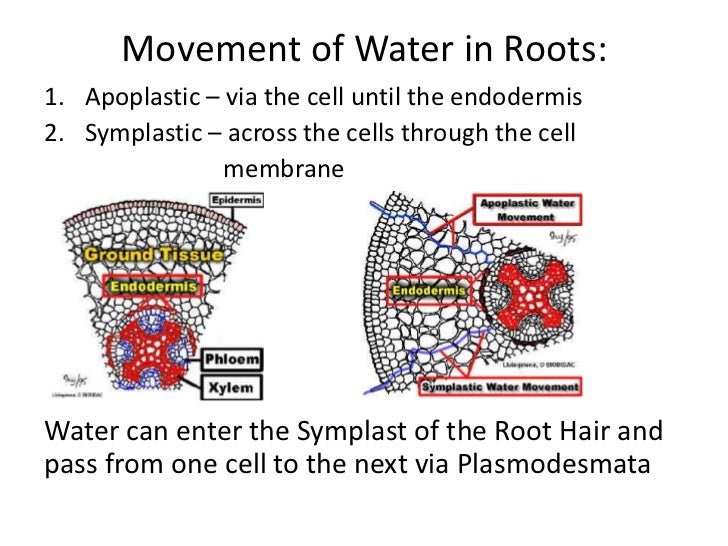 Plant physio water balance in plants
