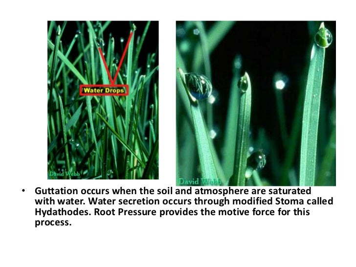 Plant physio water balance in plants