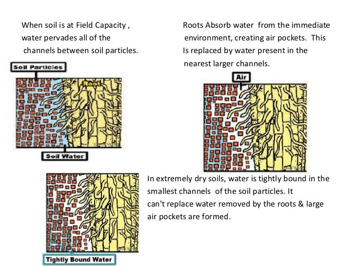 Plant physio water balance in plants