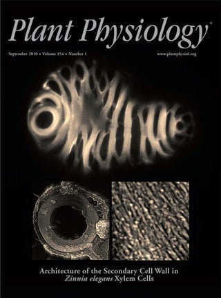 PLANTPHYSIOLOGYSeptember2010Volume154Number1Pagesxxx–xxx
September 2010 • Volume 154 • Number 1 www.plantphysiol.org
Architecture of the Secondary Cell Wall in
Zinnia elegans Xylem Cells
®
®
pp_154_1_cover-sample1.qxd 8/17/10 4:16 PM Page 1
 