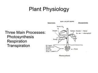 Plant Physiology ,[object Object]