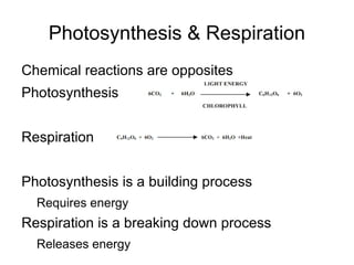 a plant requires: energy from sunlight,  