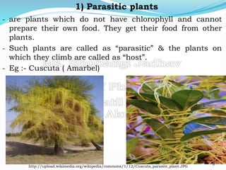 Plant physiology | PPTX