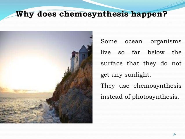 Chemosynthetic bacteria examples picture