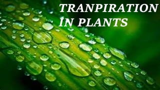 TRANPIRATION
IN PLANTS
 