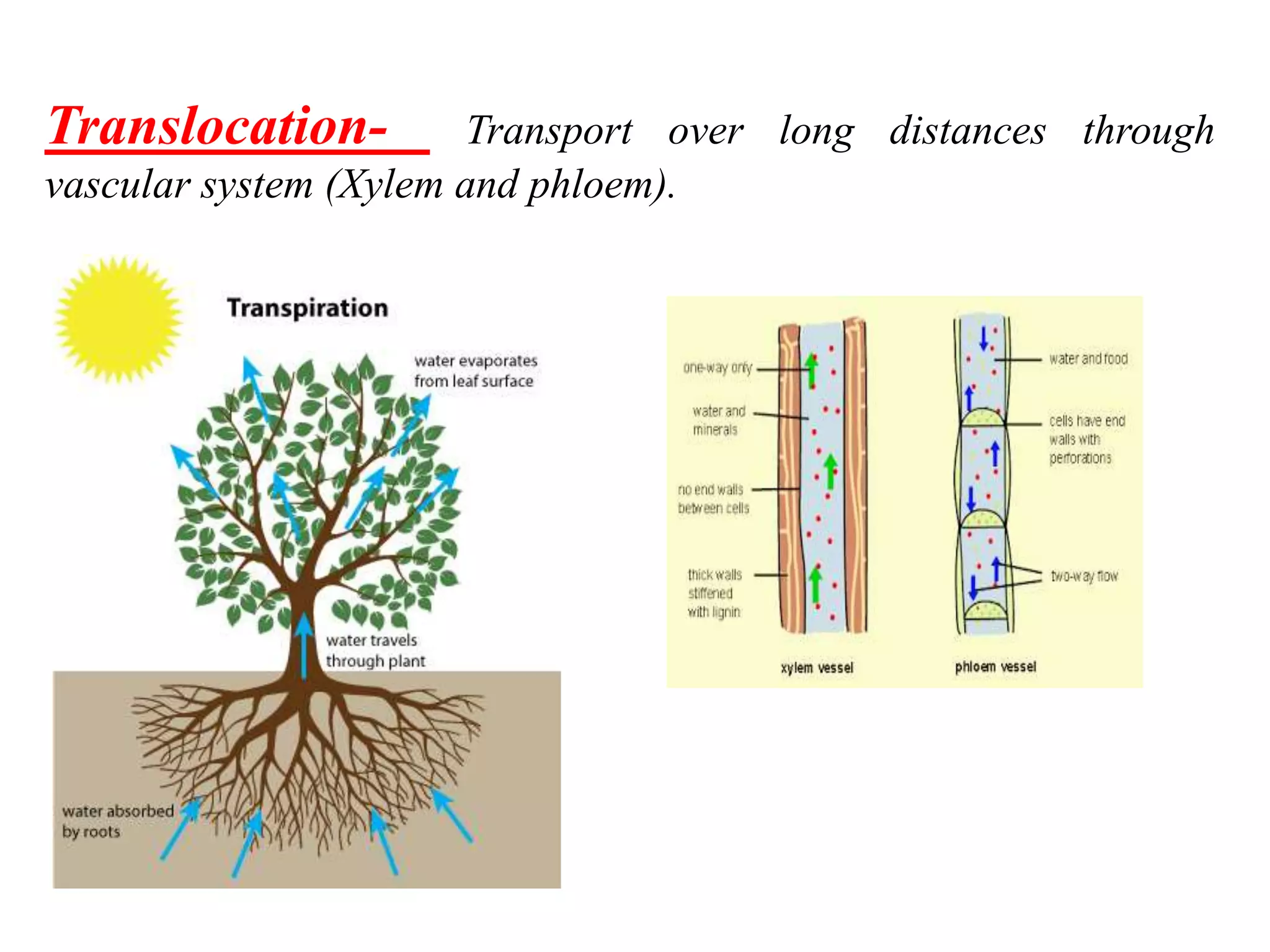 Transport in plant (Plant physiology) | PPTX