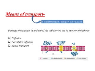 Transport in plant (Plant physiology) | PPTX