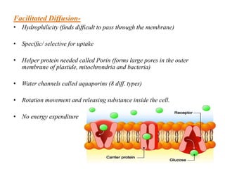 Transport in plant (Plant physiology) | PPTX