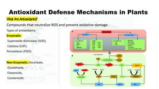 Plant physiology. Combating Oxidative Stress in Plants: The Role of ...