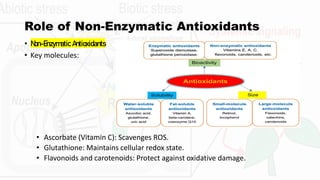 Plant physiology. Combating Oxidative Stress in Plants: The Role of ...