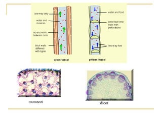 monocot dicot
 
