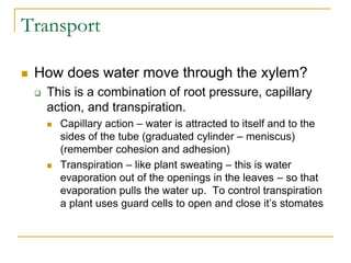 Transport
 How does water move through the xylem?
 This is a combination of root pressure, capillary
action, and transpiration.
 Capillary action – water is attracted to itself and to the
sides of the tube (graduated cylinder – meniscus)
(remember cohesion and adhesion)
 Transpiration – like plant sweating – this is water
evaporation out of the openings in the leaves – so that
evaporation pulls the water up. To control transpiration
a plant uses guard cells to open and close it’s stomates
 