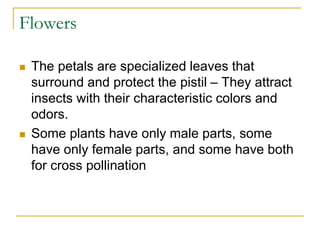 Flowers
 The petals are specialized leaves that
surround and protect the pistil – They attract
insects with their characteristic colors and
odors.
 Some plants have only male parts, some
have only female parts, and some have both
for cross pollination
 
