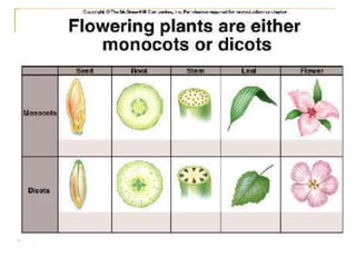 Plant Physiology in Brief.ppt
