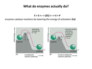 What do enzymes actually do?
E + S <---> [ES] <---> E + P
enzymes catalyze reactions by lowering the energy of activation (Ea)
 
