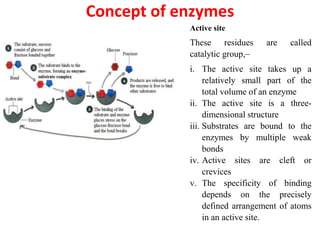 Concept of enzymes
Active site
These residues are called
catalytic group,–
i. The active site takes up a
relatively small part of the
total volume of an enzyme
ii. The active site is a three-
dimensional structure
iii. Substrates are bound to the
enzymes by multiple weak
bonds
iv. Active sites are cleft or
crevices
v. The specificity of binding
depends on the precisely
defined arrangement of atoms
in an active site.
 