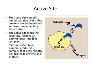 Active Site
• The active site contains
amino acid side chains that
create a three-dimensional
surface complementary to
the substrate .
• The active site binds the
substrate, forming an
enzyme–substrate (ES)
complex.
• ES is converted to an
enzyme–product (EP)
complex that subsequently
dissociates to enzyme and
product
 