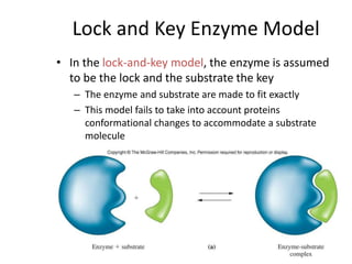 Lock and Key Enzyme Model
• In the lock-and-key model, the enzyme is assumed
to be the lock and the substrate the key
– The enzyme and substrate are made to fit exactly
– This model fails to take into account proteins
conformational changes to accommodate a substrate
molecule
 