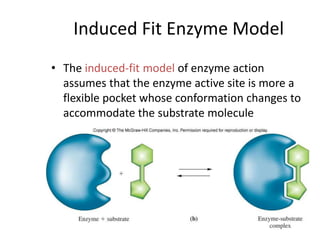 Induced Fit Enzyme Model
• The induced-fit model of enzyme action
assumes that the enzyme active site is more a
flexible pocket whose conformation changes to
accommodate the substrate molecule
 