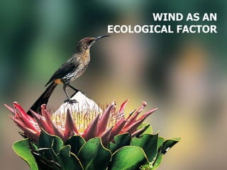 WIND AS AN
ECOLOGICAL FACTOR
 