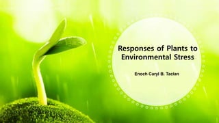 Enoch Caryl B. Taclan
Responses of Plants to
Environmental Stress
 