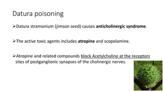 Datura poisoning
Datura stramonium (jimson seed) causes anticholinergic syndrome.
The active toxic agents includes atropine and scopolamine.
Atropine and related compounds block Acetylcholine at the receptors
sites of postganglionic synapses of the cholinergic nerves.
 