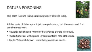 DATURA POISONING
The plant (Datura fastuosa) grows widely all over India.
All the parts of datura plant (pic) are poisonous, but the seeds and fruit
are the most toxic.
• Flowers: Bell shaped (white or black/deep purple in colour).
• Fruits: Spherical with spines (green) contains 400-500 seeds.
• Seeds: Yellowish-brown resembling capsicum seeds.
 