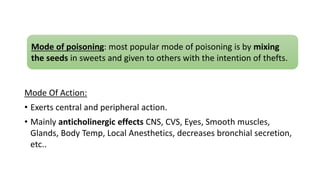 Mode Of Action:
• Exerts central and peripheral action.
• Mainly anticholinergic effects CNS, CVS, Eyes, Smooth muscles,
Glands, Body Temp, Local Anesthetics, decreases bronchial secretion,
etc..
Mode of poisoning: most popular mode of poisoning is by mixing
the seeds in sweets and given to others with the intention of thefts.
 