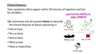 Clinical features:
Toxic symptoms often appear within 30 minutes of ingestion and last
for 24-48hrs.
A commonly and oft quoted rhyme to describe
the clinical features of datura poisoning is:
Hot as hare.
Dry as bone.
Red as beet.
Blind as bat.
Mad as hatter/hen.
 