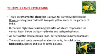 YELLOW OLEANDER POISONING
• This is an ornamental plant that is grown for its yellow bell shaped
flowers and a green fruit with two pale yellow seeds in the gardens of
India.
• It contains highly toxic cardiac glycosides which are responsible for
various heart blocks bradyarrhythmias and tachyarrhythmias.
• All parts of the plants contain toxin but seed have maximum amount.
• The roots and seeds are used as abortifacients, for suicidal and
homicidal purposes and also as cattle poisons.
 
