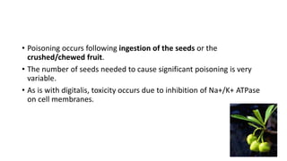 • Poisoning occurs following ingestion of the seeds or the
crushed/chewed fruit.
• The number of seeds needed to cause significant poisoning is very
variable.
• As is with digitalis, toxicity occurs due to inhibition of Na+/K+ ATPase
on cell membranes.
 
