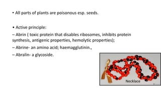 • All parts of plants are poisonous esp. seeds.
• Active principle:
– Abrin ( toxic protein that disables ribosomes, inhibits protein
synthesis, antigenic properties, hemolytic properties);
– Abrine- an amino acid; haemagglutinin.,
– Abralin- a glycoside.
Necklace
 