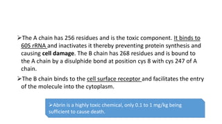The A chain has 256 residues and is the toxic component. It binds to
60S rRNA and inactivates it thereby preventing protein synthesis and
causing cell damage. The B chain has 268 residues and is bound to
the A chain by a disulphide bond at position cys 8 with cys 247 of A
chain.
The B chain binds to the cell surface receptor and facilitates the entry
of the molecule into the cytoplasm.
Abrin is a highly toxic chemical, only 0.1 to 1 mg/kg being
sufficient to cause death.
 