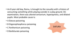 • An 8 year old boy, Ramu, is brought to the casualty with a history of
consuming something while playing outside in a play ground. On
examination, there was altered sensorium, hyperpyrexia, and dilated
pupils. Most probable cause is:
• A Datura poisoning
• B Organophosphorus poisoning
• C Parthemium poisoning
• D Barbiturate poisoning
DATURA
 