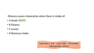 Dhatura causes intoxication when there is intake of:
• A Seeds
• B Flowers
• C Leaves
• D Resinous intake
Fatal dose = 0.6 – 1 gm (100 – 120 seeds),
Fatal period = 24 hrs
 
