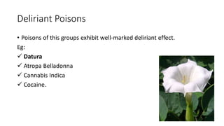 Deliriant Poisons
• Poisons of this groups exhibit well-marked deliriant effect.
Eg:
 Datura
 Atropa Belladonna
 Cannabis Indica
 Cocaine.
 