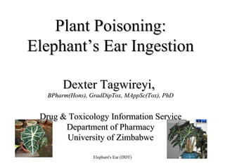 Elephant's Ear (DDT) 1
Plant Poisoning:Plant Poisoning:
Elephant’s Ear IngestionElephant’s Ear Ingestion
Dexter TagwireyiDexter Tagwireyi,,
BPharm(Hons), GradDipTox, MAppSc(Tox), PhDBPharm(Hons), GradDipTox, MAppSc(Tox), PhD
Drug & Toxicology Information ServiceDrug & Toxicology Information Service
Department of PharmacyDepartment of Pharmacy
University of ZimbabweUniversity of Zimbabwe
 