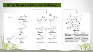 Biosynthesis via Flavonoid Pathway:
 