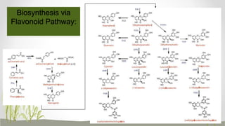 Biosynthesis via
Flavonoid Pathway:
 