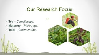 Our Research Focus
• Tea – Camellia sps.
• Mulberry – Morus sps.
• Tulsi – Oscimum Sps.
 