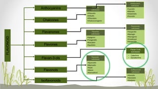 FLAVONOID Anthocyanins
Chalcones
Flavanones
Flavones
Flavonols
Isoflavonoids
Flavan-3-ols
Flavan-3-ols
subclasses
• Catechins
• Epicatechins
 