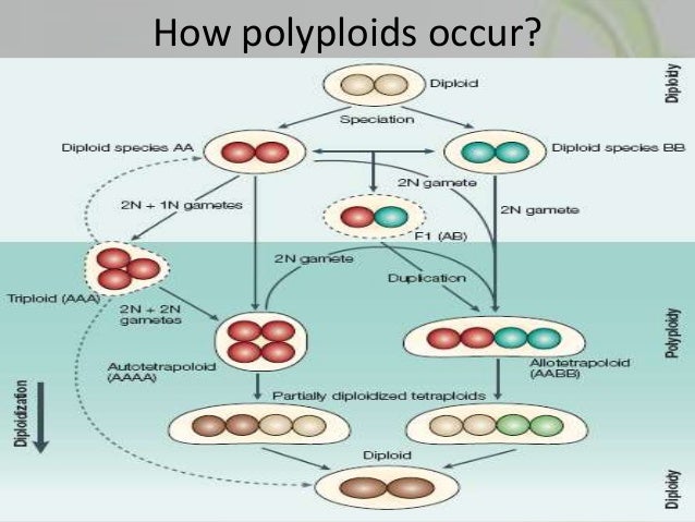 Plant polyploids Biology Diagrams