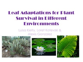 Leaf Adaptations for Plant Survival in Different Environments Luisa , Loret & Alexis  