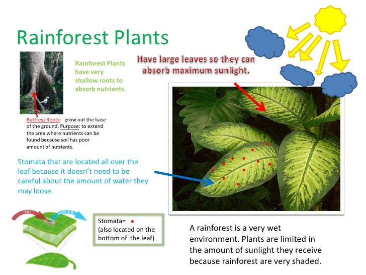 Plants Topic 8