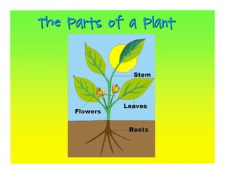 The Parts of a Plant
 