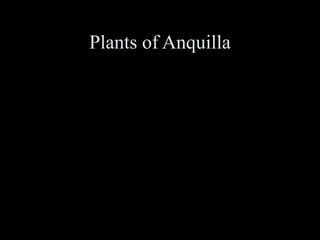 Plants of Anquilla
 