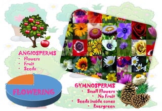 Comprehensive Overview of the Plant Kingdom: Structure, Functions, and ...