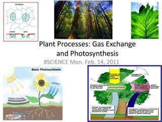 Plant Processes: Gas Exchange and Photosynthesis 8SCIENCE Mon. Feb. 14, 2011 