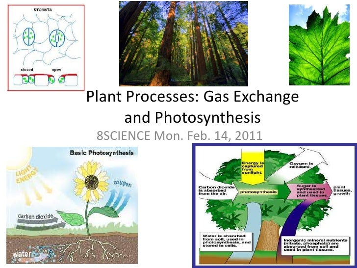 Plant processes photosynthesis