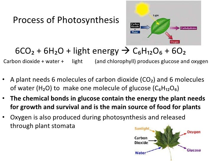 Plant processes photosynthesis